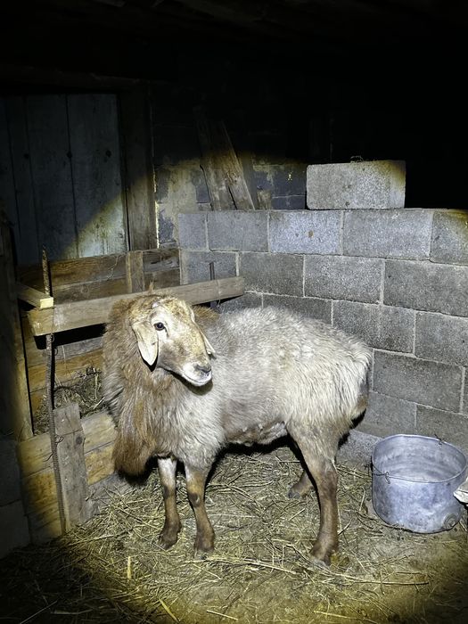 Қошқар сатыладыы