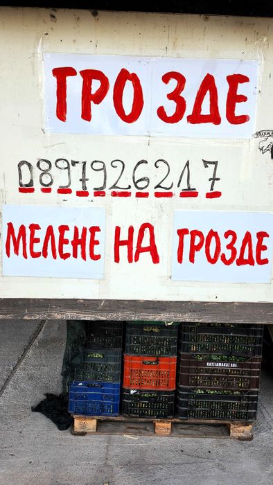 Грозде Мерло, Хамбурски мискет,Памид,Каберне,Рекацители и други