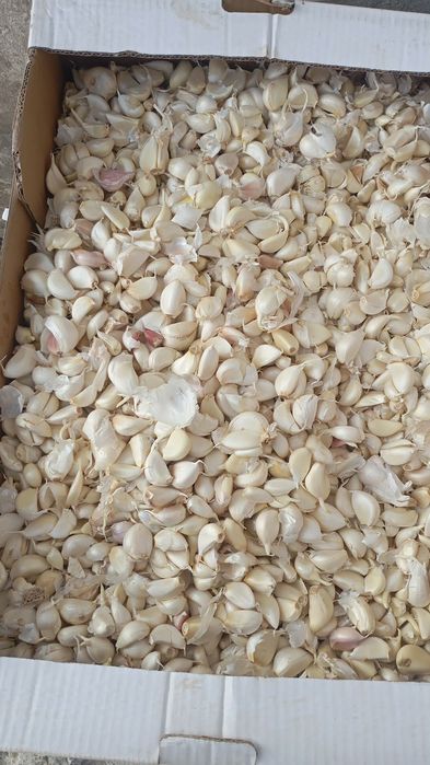 Vand usturoi de pus în pământ