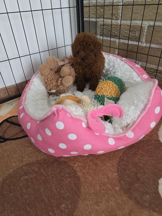 Резервирано !Пудел той момче с документ за произход