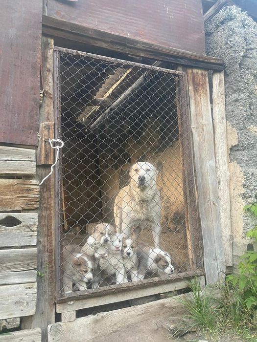 Продам щенки алабая
