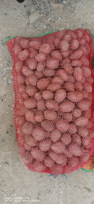 Cartofi samanta Harghita