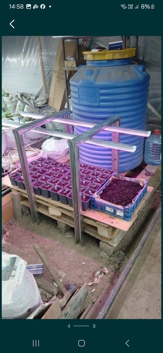 Рассада огурцов голландских сортов (предзаказ))