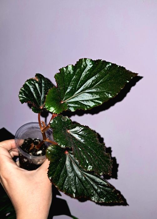 Бегония Арабиан Сансет