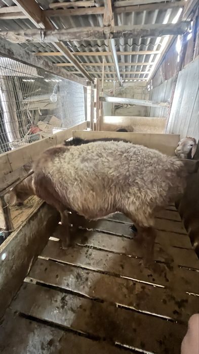 семіз Қойлар сатылады