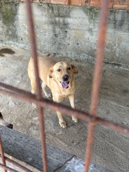Donez animal de companie