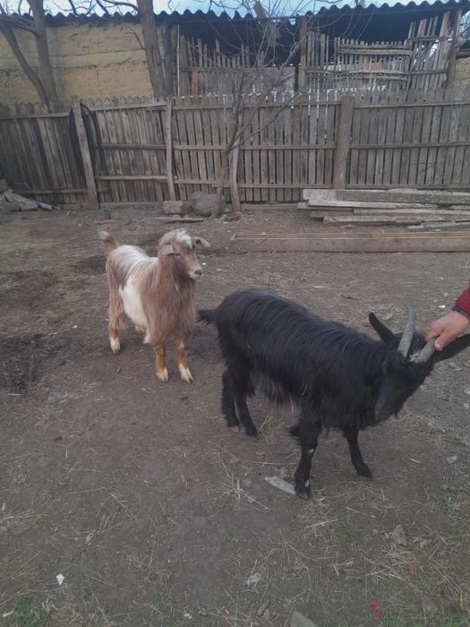 Vand carlani de anul trecut si doi iezi din toamna