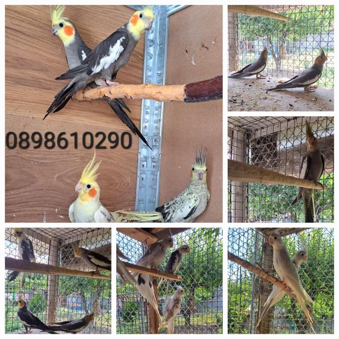 Папагали "Корели"