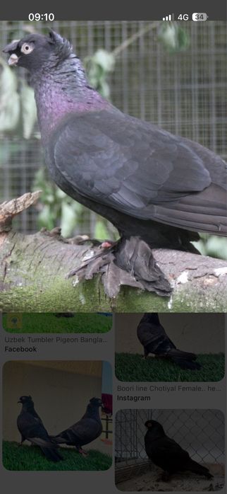 Vand jucator de uzbekistan