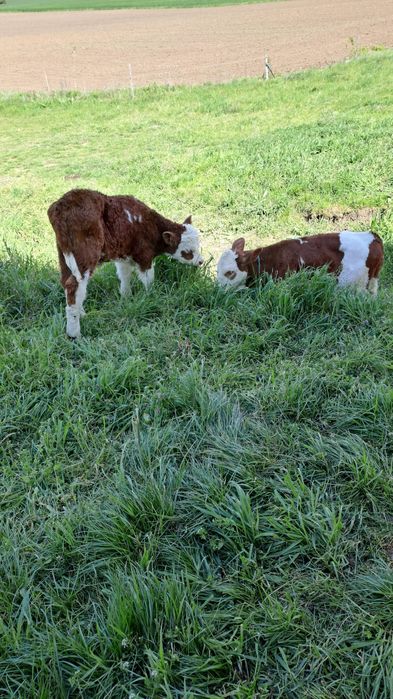 Vând viței frumoși