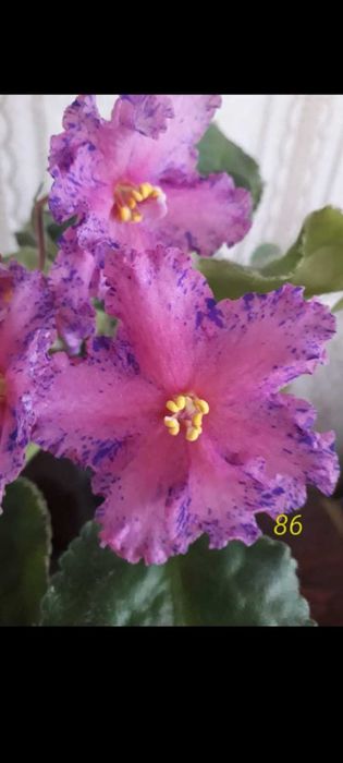 Продам фиалку...