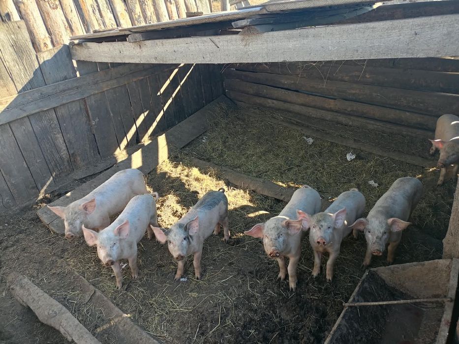 Продам поросят 2 месячные