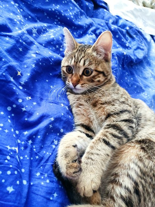 Отдам в добрые руки