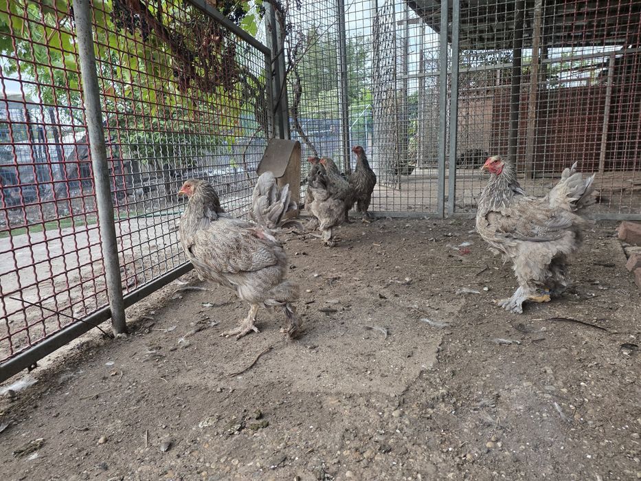 Brahma silver orange