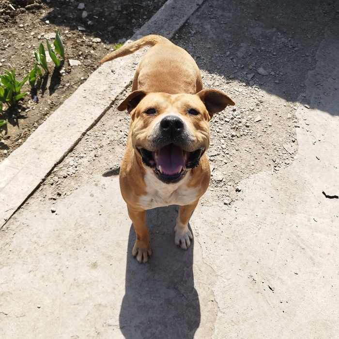 Продам стаффорд девочка