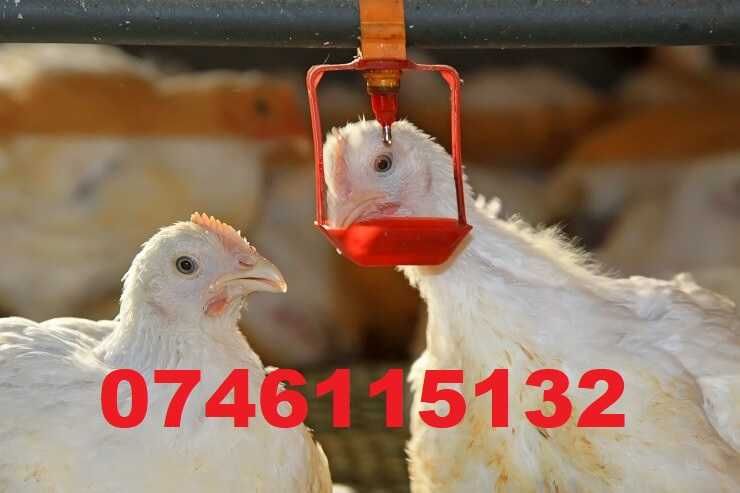 Adapatori gaini rate porumbei pauni pui curci-Cu tavita detasabila-A16