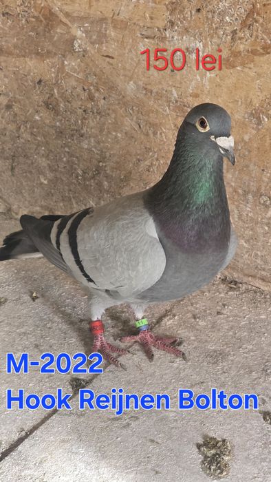 Vând porumbei voiajori