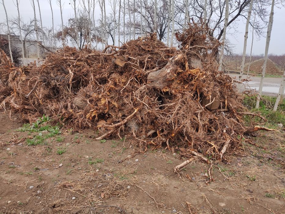 Утинлар сотилади срочно.