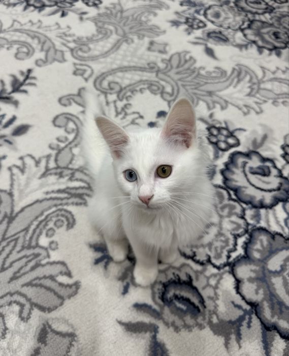Turk Angora ikki xil ko’zli mushuk