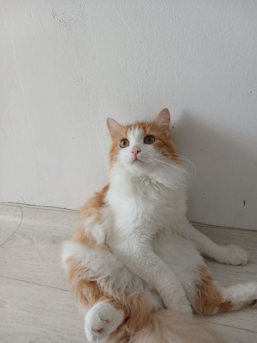 Продам кота с принадлежностями