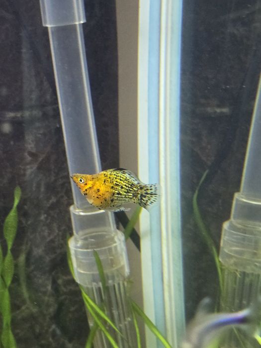 Моллинезия баллон флаговая 6 шт