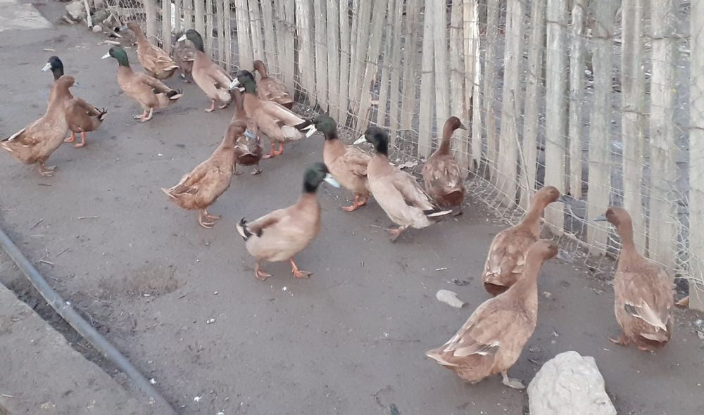 Rațe Khaki Campbell linie Italia (perechi)