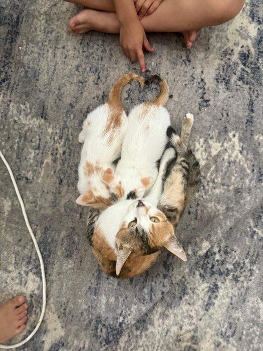 Мысықтар  котят добрые руки
