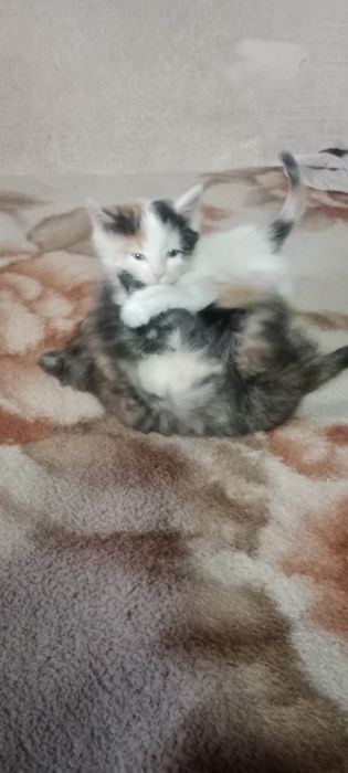 Продам  котят  мейн-кун