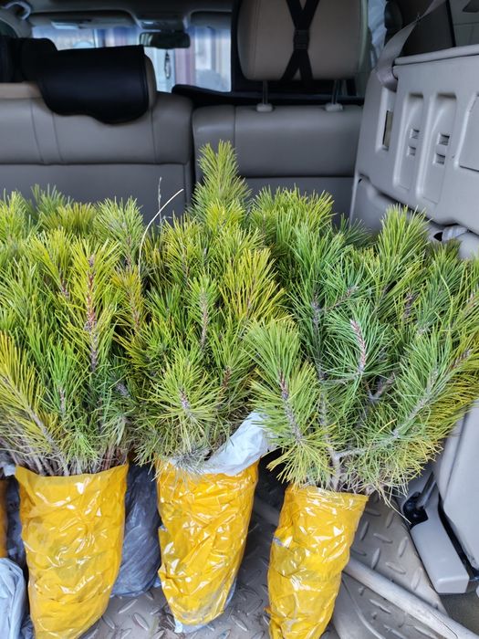 Сосна крымская 25,35см