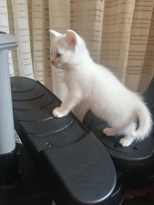 Котенок шотландец