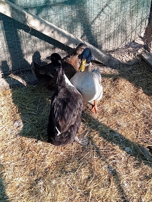Vând familie de Brahma și familie de Rate