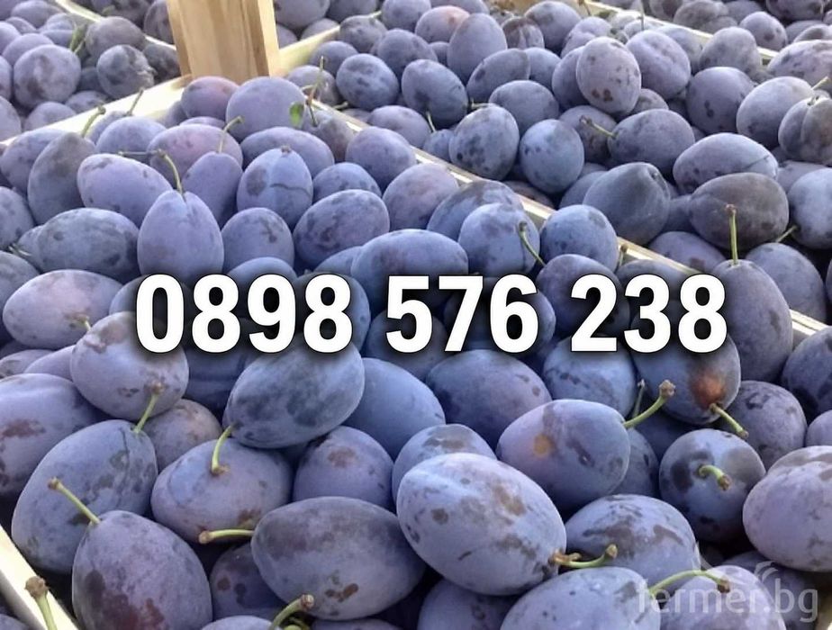 Продавам Сини сливи сорт Стенлей - 0,40 €