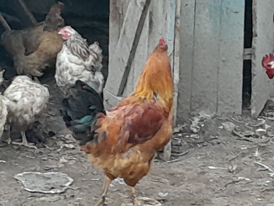 Продам курей гусей и уток