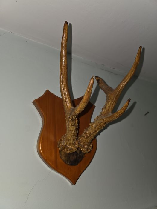 Panoplie coarne caprior