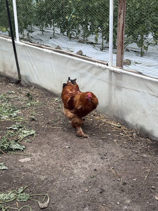 Cocosi motati de anul trecut.
