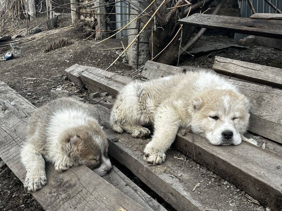 Продам щенков Сао