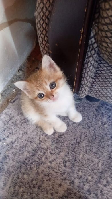 Котята в добрые и ответственные руки!!!