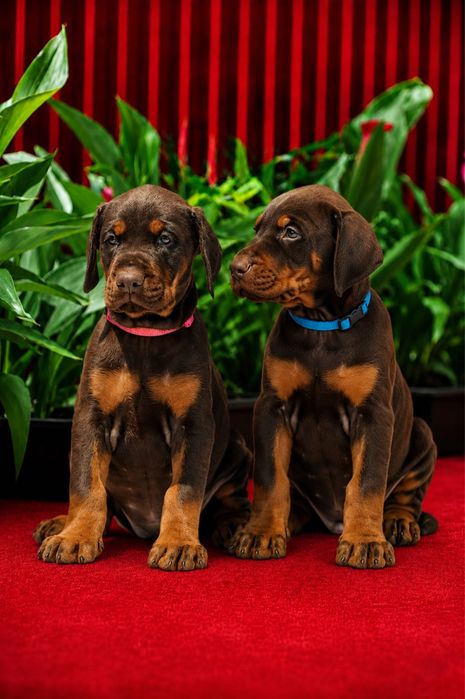 Европейски доберман  European Doberman