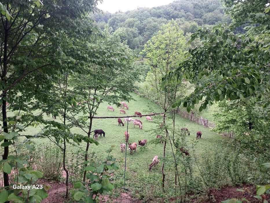 Lapte de măgăriță
