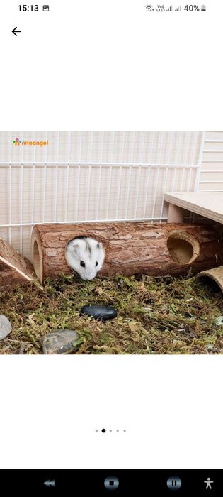 Accesorii +- Pui Hamsteri Rusesti (Siberieni), blanzi, NU musca