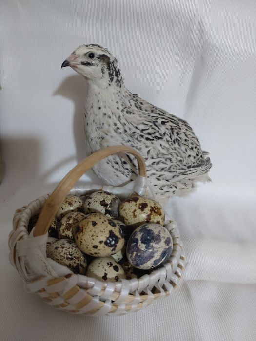 Ouă de Prepeliță proaspete pentru consum sau de incubat