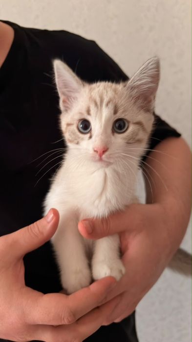 Отдадим котят 2 месяца