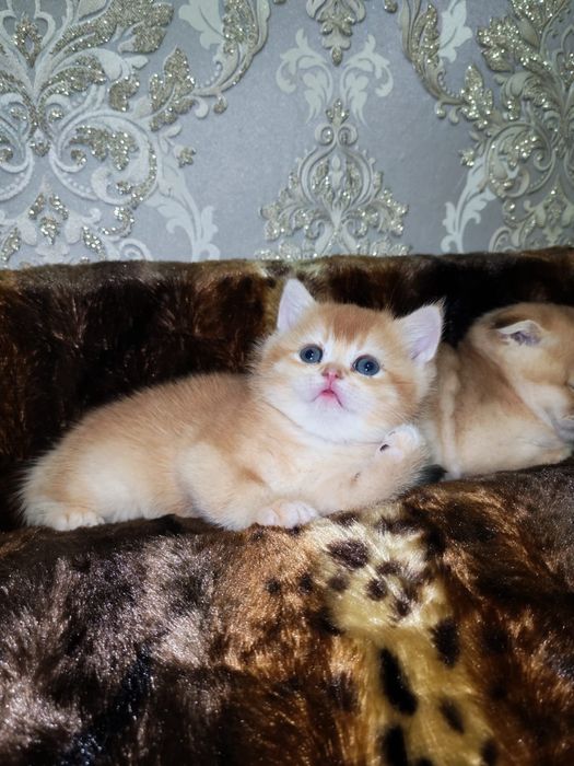 Золотая шиншилла