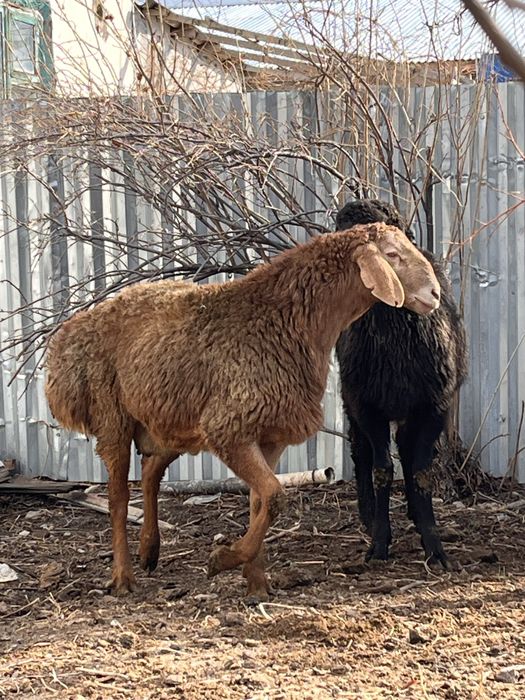 Тұқымдыққа қошқарлар сатылады