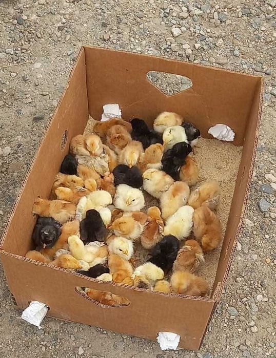 Pui de casă de o săptămână!