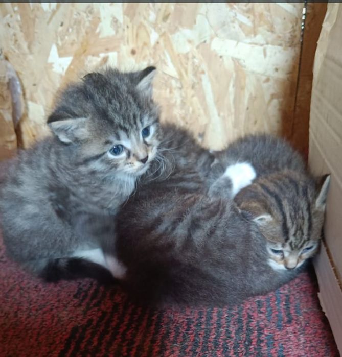 Котята! В добрые руки ! Бесплатно!