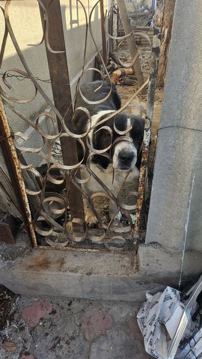 Алабай для вязки