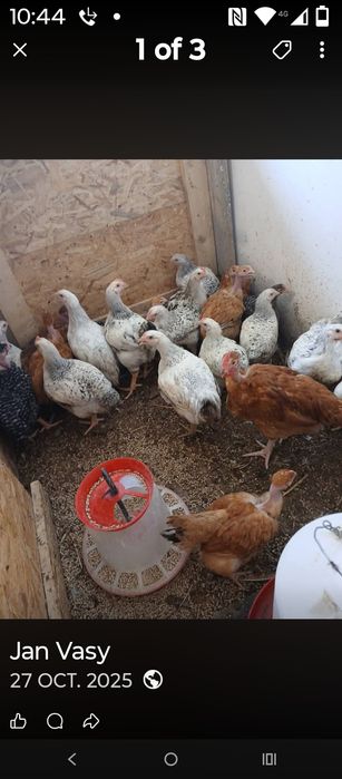 Pui rasă mixtă și Kabir pui albi de carne