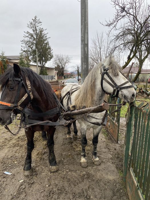 De vanzare !! Un armasar de 8 anii!!