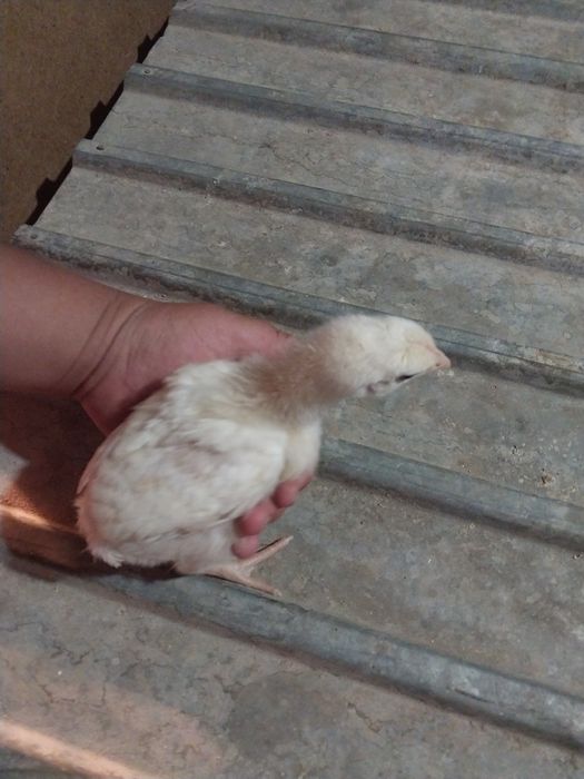 Циплята 1 2 месяца